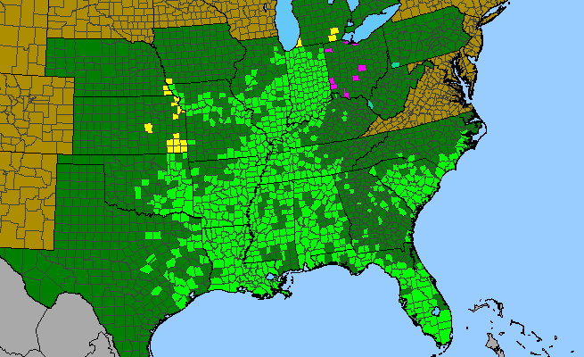 The range of Packera glabella